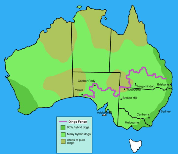 Australian Population